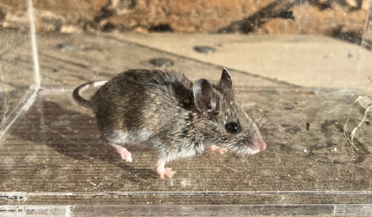 deer mouse