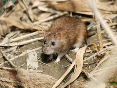 norway rat