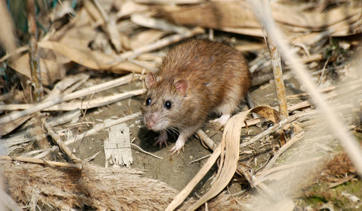 norway rat