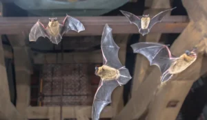 Bats in attic