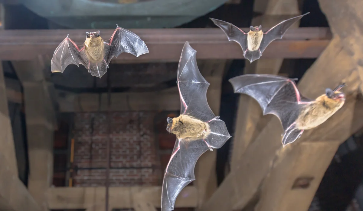 Bats in attic