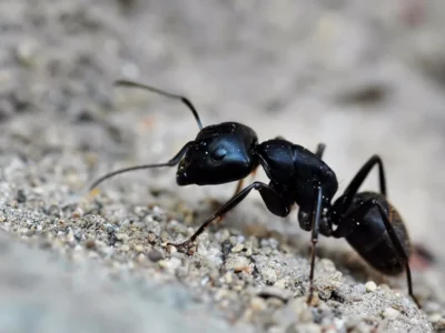 Black Ants