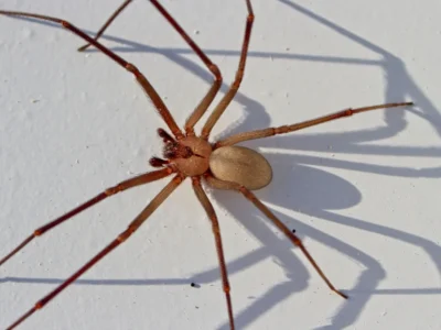 Brown Recluse Spiders