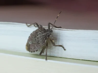 Stink Bugs