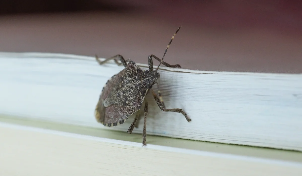 Stink Bugs