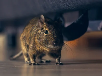rodent at night