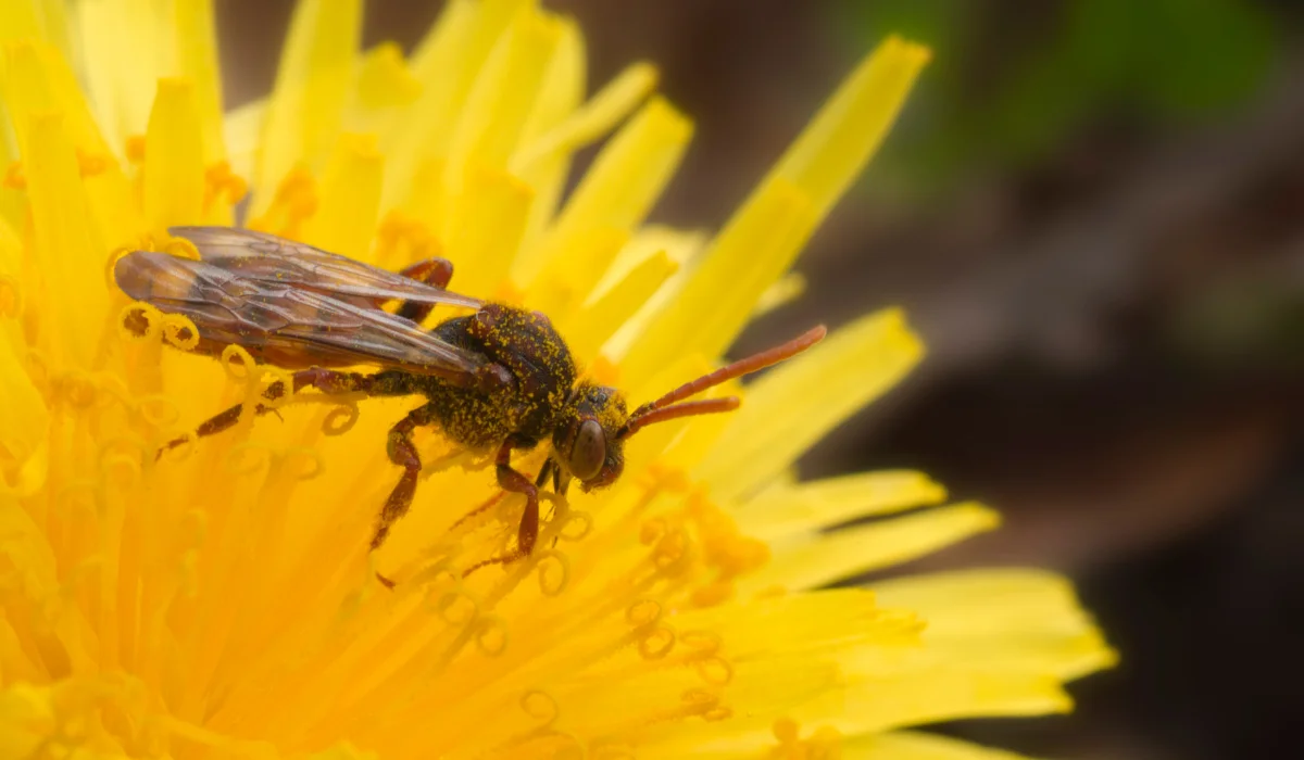 solitary wasp