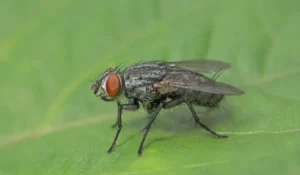 Cluster Flies