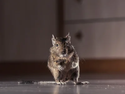 rodent