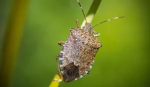 stink bug