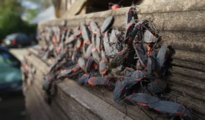 Boxelder Bugs outside home