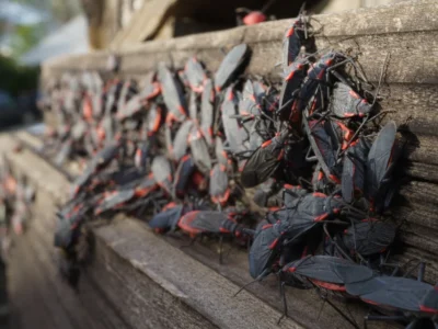 Boxelder Bugs outside home