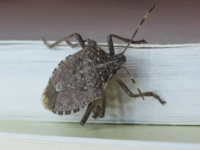 Brown Marmorated Stink Bug