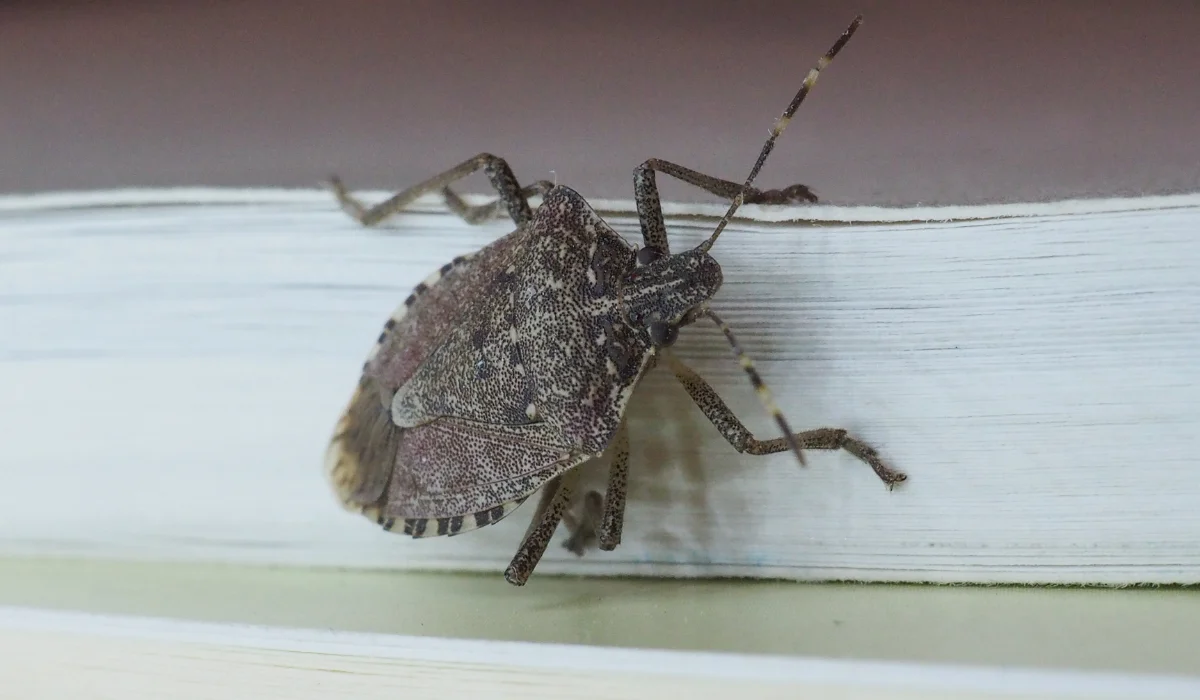 Brown Marmorated Stink Bug