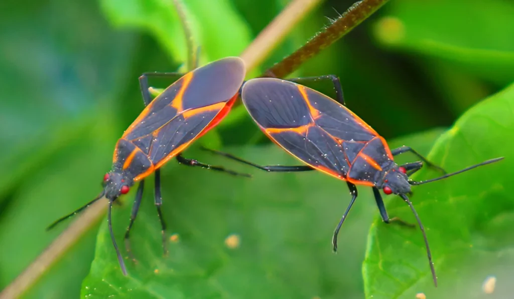 Eastern Boxelder Bug