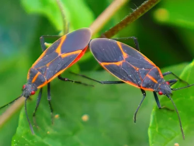 Eastern Boxelder Bug