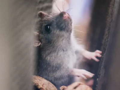 Mice through Walls