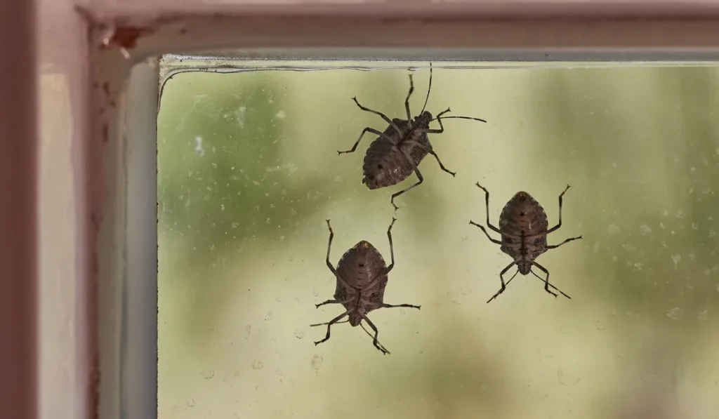 Stink bugs on a window glass surface in sunlight