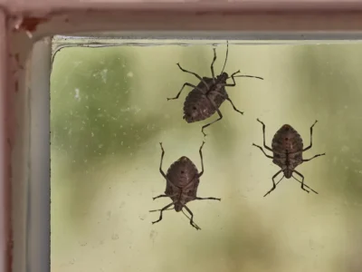 Stink bugs on a window glass surface in sunlight