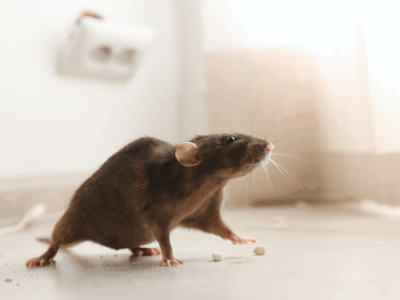 mouse on the floor