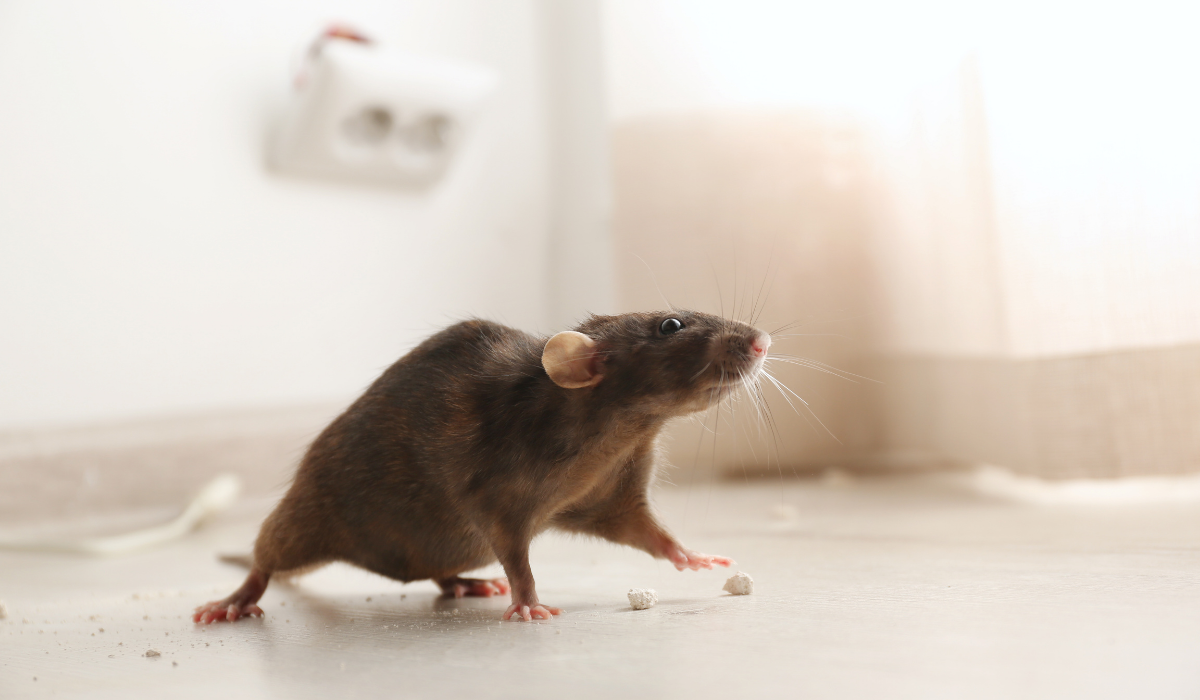 mouse on the floor