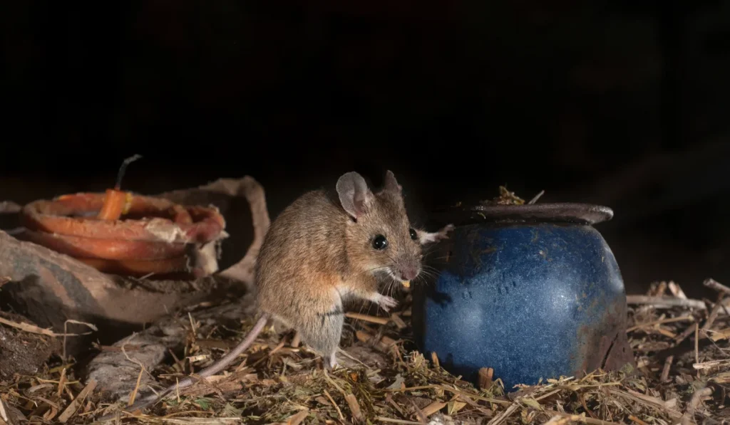 rodent in attic