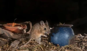 rodent in attic