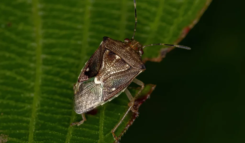 adult stink bug