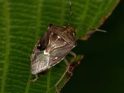 adult stink bug