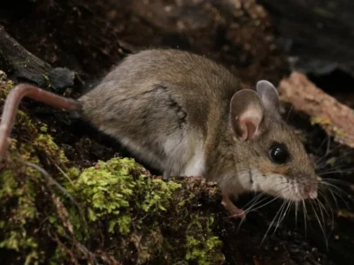 deer mouse