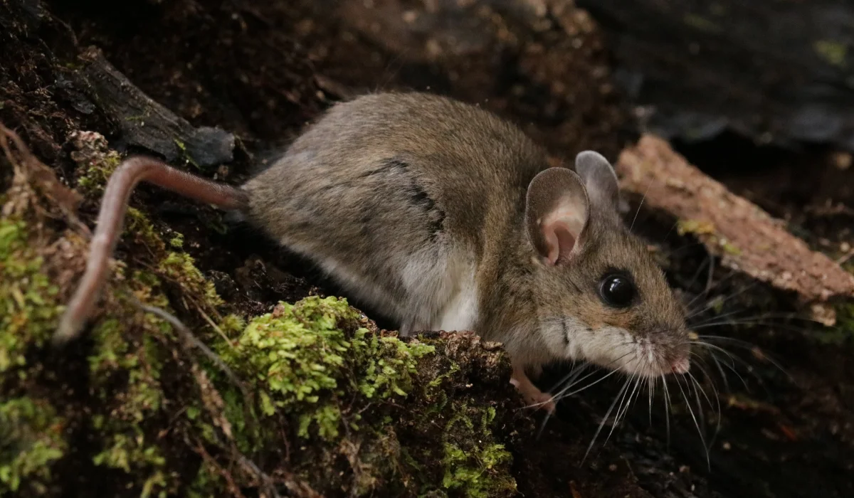 deer mouse