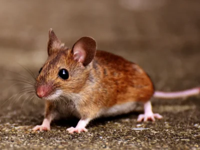 house mouse