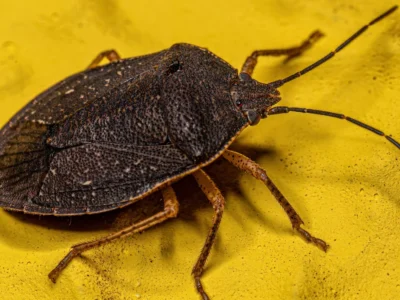 stink bug