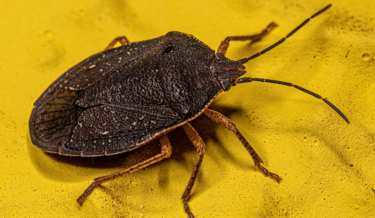 stink bug