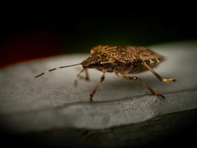 stink bug