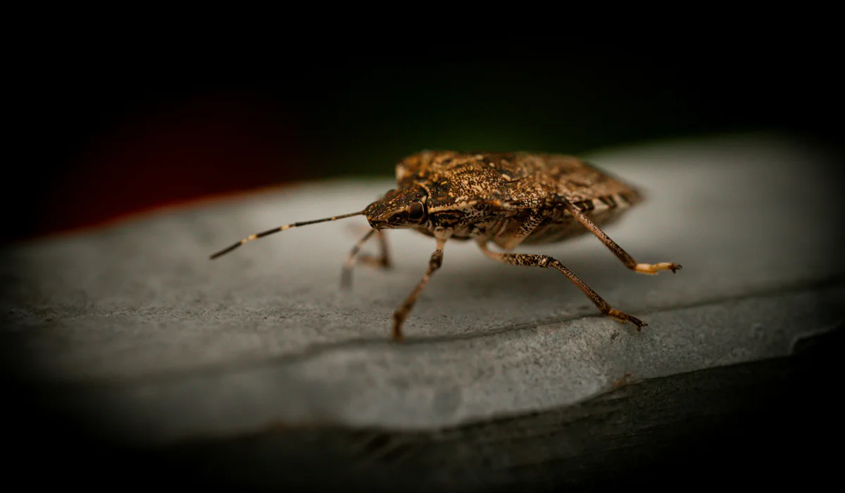 stink bug