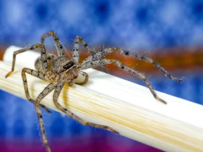 Close-up of a brown recluse spider