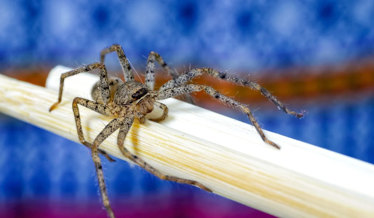 Close-up of a brown recluse spider