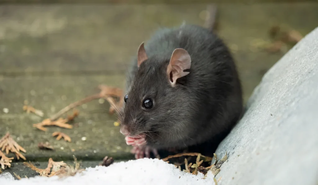 close-up of a wild black rat (Rattus rattus) outdoors on a wooden deck, in the snow