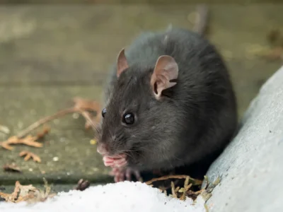 close-up of a wild black rat (Rattus rattus) outdoors on a wooden deck, in the snow