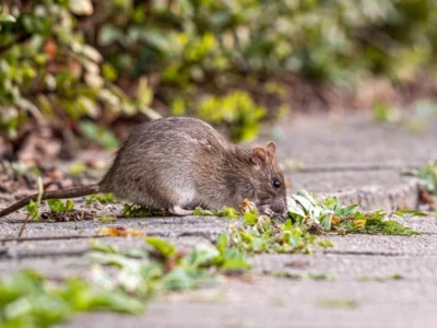 rodent in a property