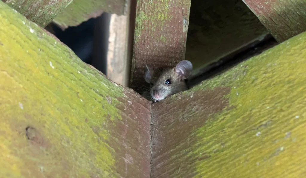 roof rat