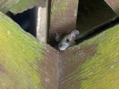 roof rat