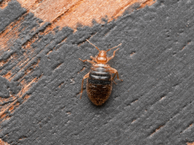 adult bed bug
