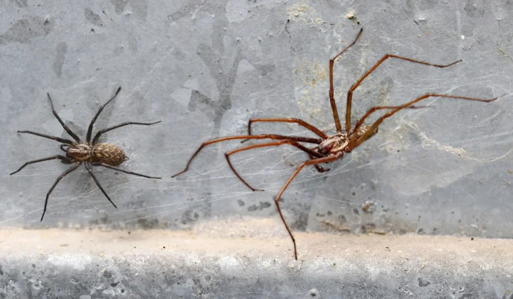 A dark female and a large male angle spider (Eratigena) in a basement