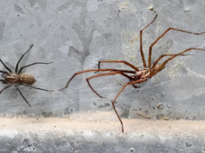 A dark female and a large male angle spider (Eratigena) in a basement