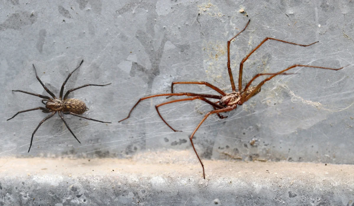 A dark female and a large male angle spider (Eratigena) in a basement