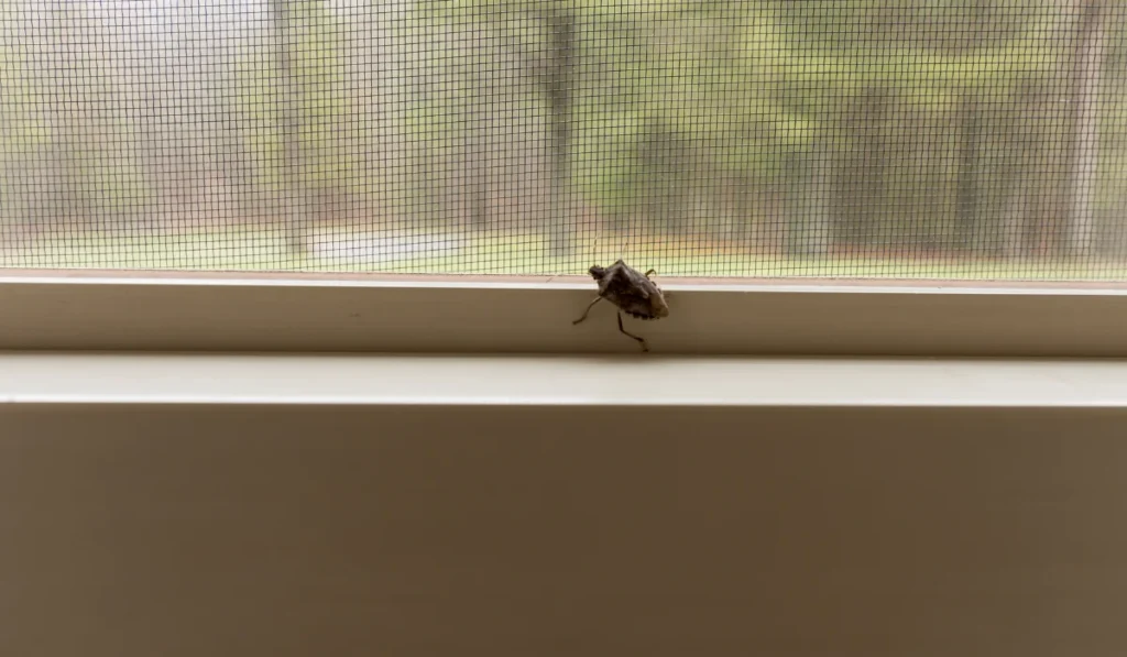 A stink bug on the inside of a window in a home