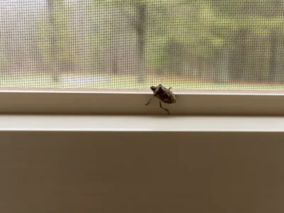A stink bug on the inside of a window in a home