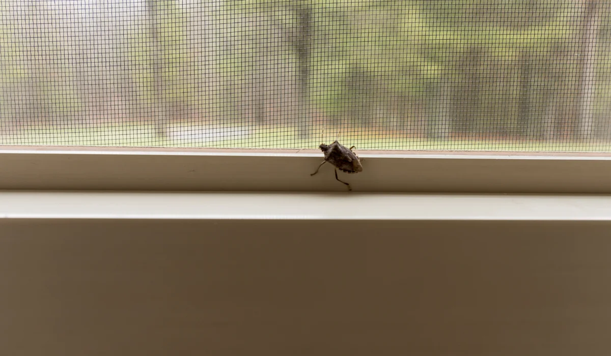 A stink bug on the inside of a window in a home